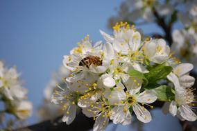 wasp on spring flowering close-up on blurred background