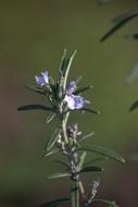 Flower Rosemary Spring Purple green
