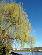 weeping willow on the lake in spring
