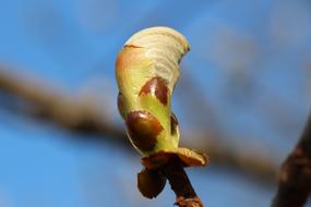 Spring Leaves Bud