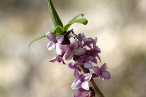 pink buds of daphne on a muddy background