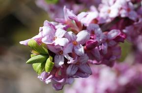 Daphne Flowering Twig Harbinger Of spring