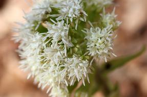 White Butterbur Blossom