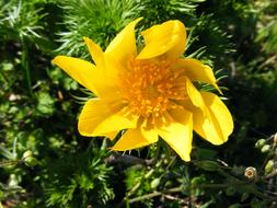 flower galbelna close up on a sunny day