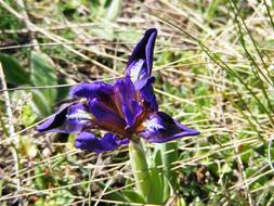 purple Iris Wild Pseudarocus