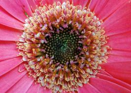 Gerbera Asteracea Flower close-up
