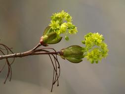 Flowers Spring green yellow