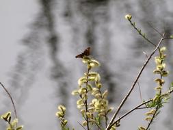 Bloom Willow Catkin