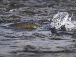 Salmon River Water