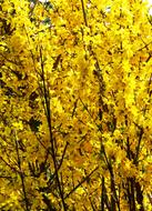 Bush Forsythia Flowers