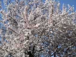 Tree Cherry Flowers