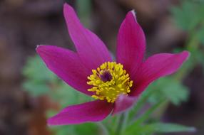pasque Flower, purple Blossom