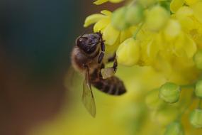 Bee Blossom macro