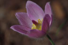 spring Flower Blossom Bloom