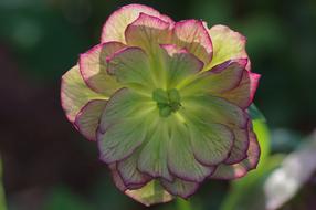 flower with pink rim close up on blurred background