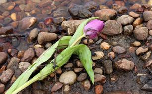 tulip pink and stones