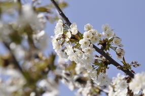 white sweet Cherry Blossoms at blue sky