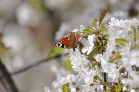 Peacock Butterfly Cherry