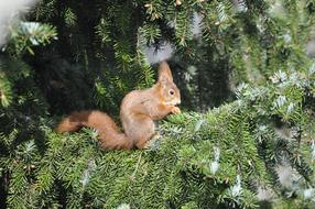 Squirrel Nager Fir