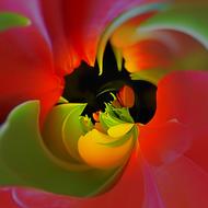 tulips bouquet sharpness