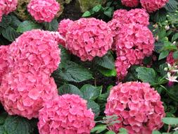 Flowers Pink Hydrangeas Palm