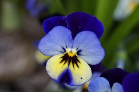 Pansy, small colorful Flower at blur background