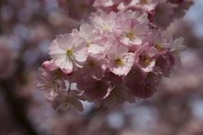 Close-up of the beautiful, blossoming, white, pink and yellow cherry blossom on the branches