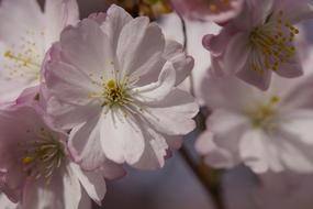 Cherry Blossom soft pink