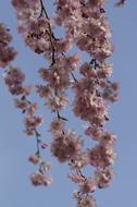 closeup photo of Cherry Blossom Blooms