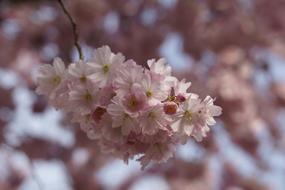 Cherry Blossom close-up in blurred background