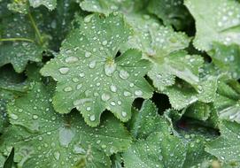 Leaf Green Rain