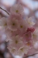 Close-up of the beautiful, blossoming, pink, white and yellow cherry flowers, at blurred background