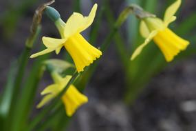 Narcissus Daffodil Spring