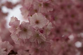 soft Cherry Blossom