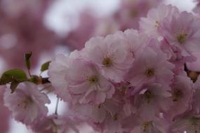 macro view of amazing Cherry blossoms