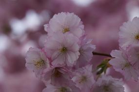 soft Cherrys Blossom