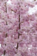 amazing Cherry flowers