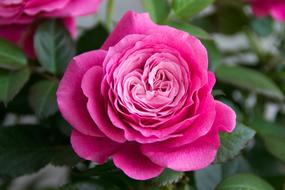 big fluffy pink Rose, blooming shrub