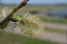 willow inflorescence close-up on a blurred background