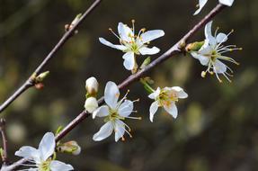 Cherry Blossom Blooms