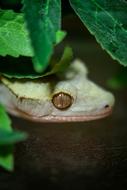 Lizard Dragon