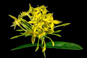 yellow Bloom black background