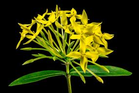 yellow flower with green leaves on black background