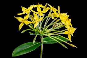 Close-up of the beautiful, blooming, yellow flowers, at black background