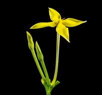 Flower Blossom yellow black background