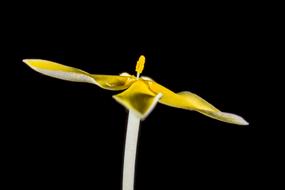 yellow white Blossom black background