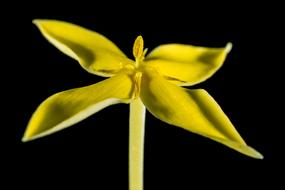 Close-up of the beautiful, blossoming, yellow flower, on the yellow stem, at black background