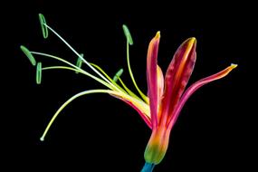 Close-up of the beautiful and colorful, blossoming flower at black background