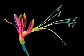 Flower color Bloom black background