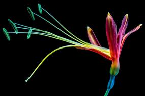 Flower Blossom black background